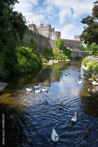White geese and ducks at Cahir Castle in Ireland photo