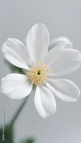 A close-up white flower with blurred background  white flower wallpaper