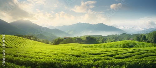 A scenic view of a tea field with beautiful natural scenery. Copyspace image