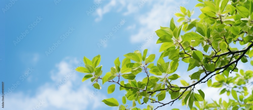 Fototapeta premium Springtime branches of a lush tree captured in a picturesque low angle shot against a backdrop of a clear blue sky perfect for adding text or other elements. Copyspace image