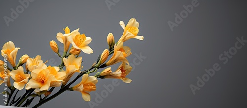Copy space image of stunning freesia flowers against a subtle grey backdrop © StockKing