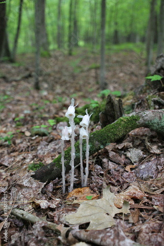 Hyper rare white flower Monotropa uniflora, ghost plant, ghost pipe, or Indian pipe. photo