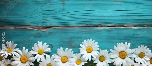 Top view of a copy space image depicting a border of chamomiles on a weathered turquoise wooden background providing a place for text © StockKing