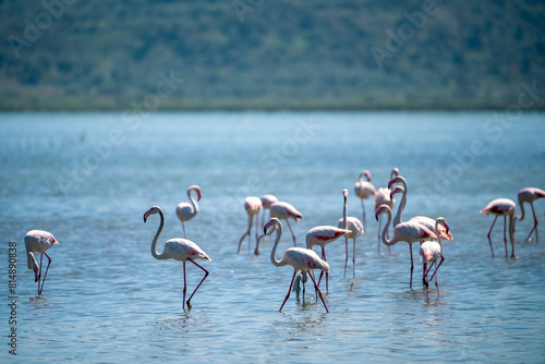Captivating Flamingo Ballet in Albanian Lagoons