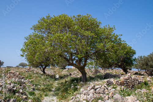 castle ruins of Antimachia Castle Kos Island South Aegean Region (Südliche Ägäis) Greece photo