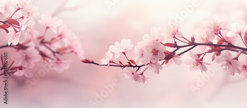 A beautiful springtime abstract background featuring a pink blossom tree and blooming spring flowers perfect for a copy space image