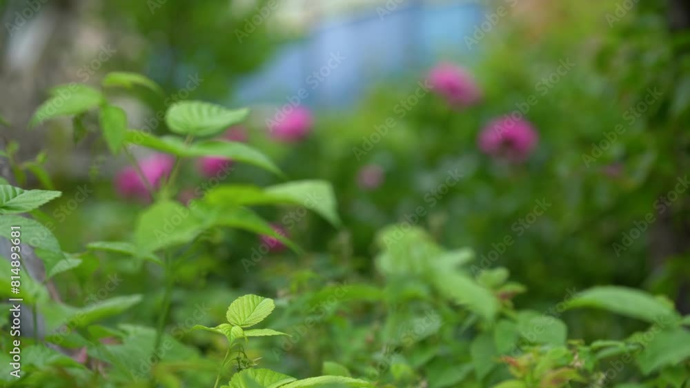 peonies flowers and spring wind peonies flowers and spring wind