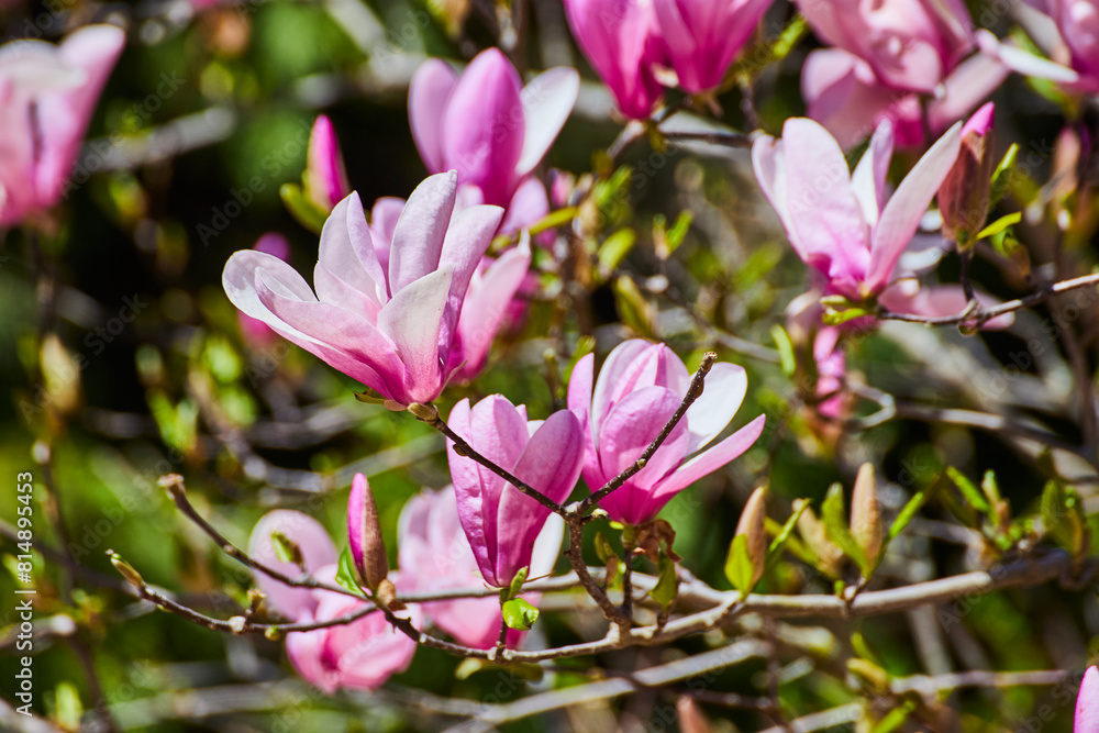 Obraz premium Vibrant Pink Magnolia Blossoms in Bloom, Eye-Level Perspective
