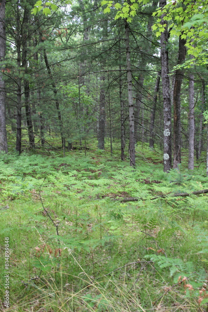 Fototapeta premium fern meadow in the woods