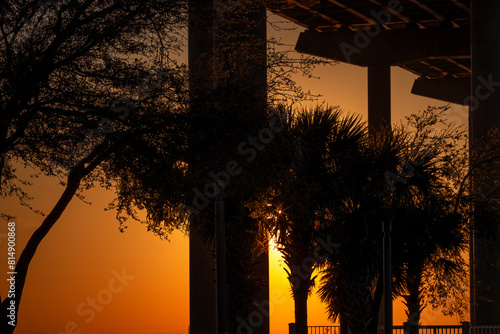 Sunset silhouette of trees under Arthur Ravenel, Jr. Bridge in South Carolina