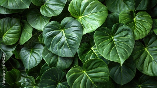 Close-Up of Lush Green Leaves