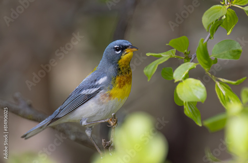 Northern Parula warbler catching insects on a branch in spring in Ottawa, Canada
