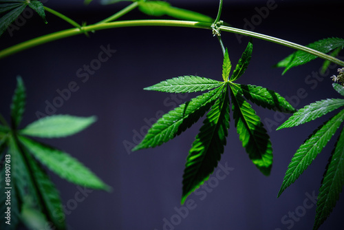 A plant of cannabis on a blurred blue background. Selective focus.