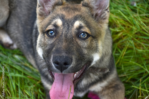 A young puppy plays in the spring garden plot and beds