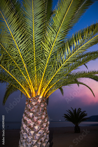 palm tree in the night