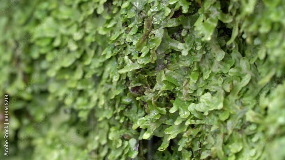 moss on tree on a wall with waterdrops falling and raining