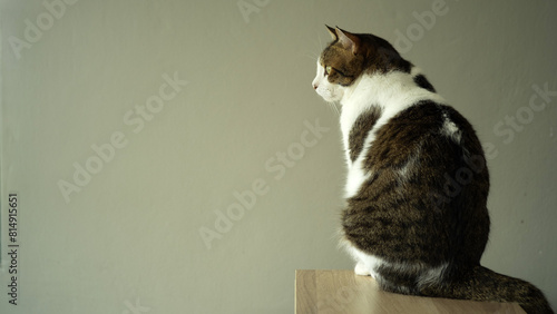 Fotografija a tabby cat sitting with its back turned.