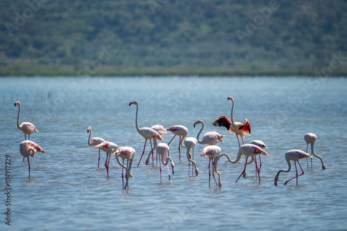 Captivating Flamingo Ballet in Albanian Lagoons