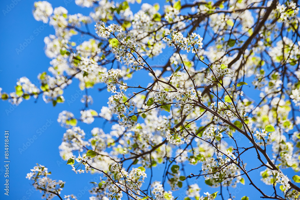 Spring Blossom Canopy in Sunlight, Low Angle View Spring Blossom Canopy in Sunlight, Low Angle View