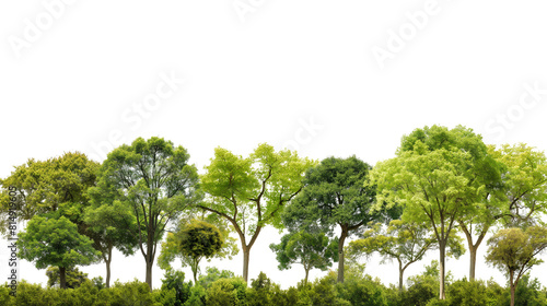 Green trees in the forest isolated on a white background