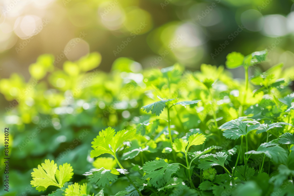 Cilantro leaves basking in the gentle sunlight, highlighting the lush vitality and natural green hues in a fresh herbal setting. Cilantro leaves basking in the gentle sunlight, highlighting the lush vitality and natural green hues in a fresh herbal setting.