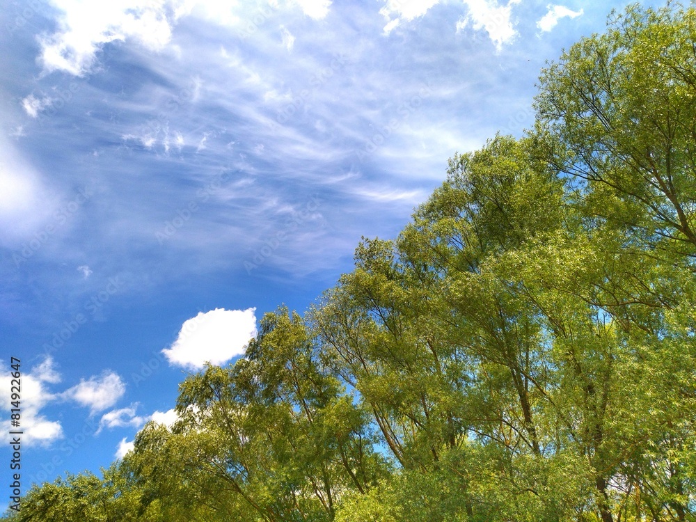 Obraz premium trees and sky