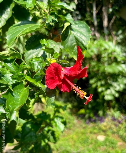 Hibiscus rosa sinensis or bunga sepatu red flower petal isolated on green garden botanical leaves background. photo