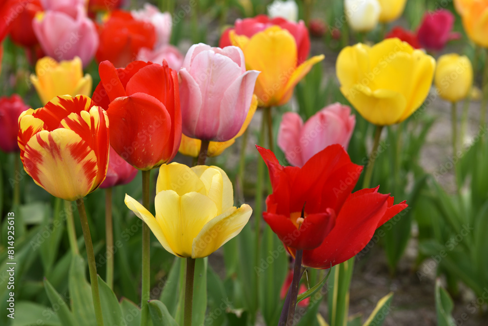Fototapeta premium Tulpen auf einem Beet 