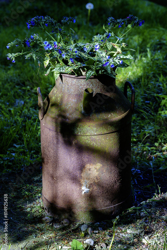 milkcan in the garden photo
