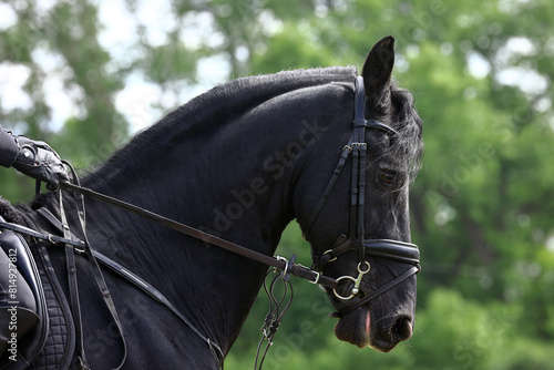 Dressage friesian horse portrait in outdoor