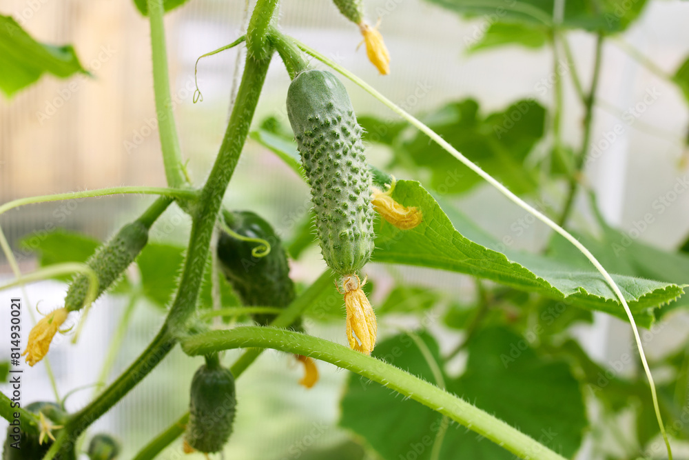 Green cucumbers grow in a greenhouse. Organic growing of vegetables. Green cucumbers grow in a greenhouse. Organic growing of vegetables.
