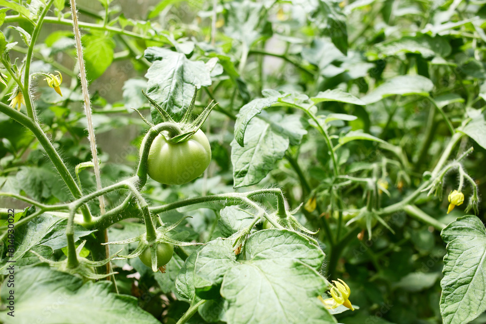 Fototapeta premium Growing green and flowering tomatoes in a greenhouse. Organic farming.