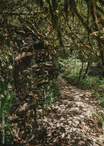 Forest path in the mountainous southern part of Russia