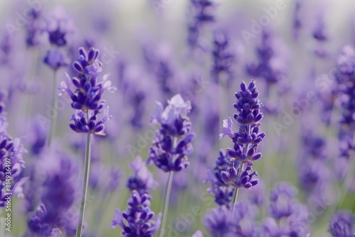 Lavender s Peaceful Bloom  A Lavender Field s Calm Beauty  The Serene Charm of Lavender Fields