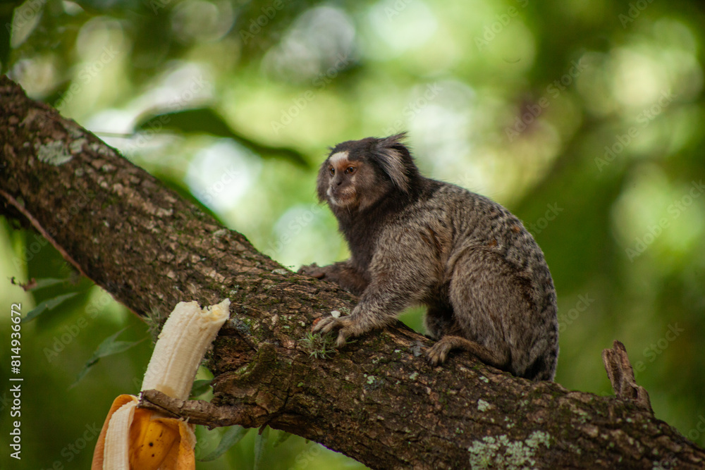 Naklejka premium Macaquinho na chácara