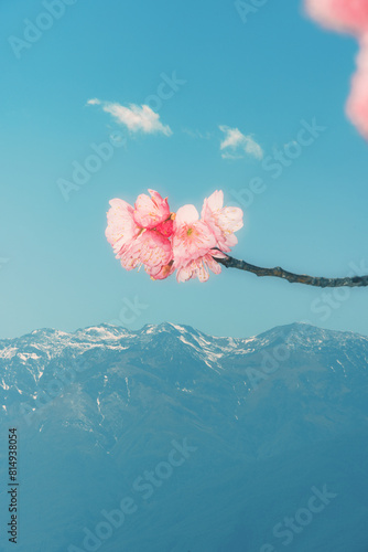 pink rose on water