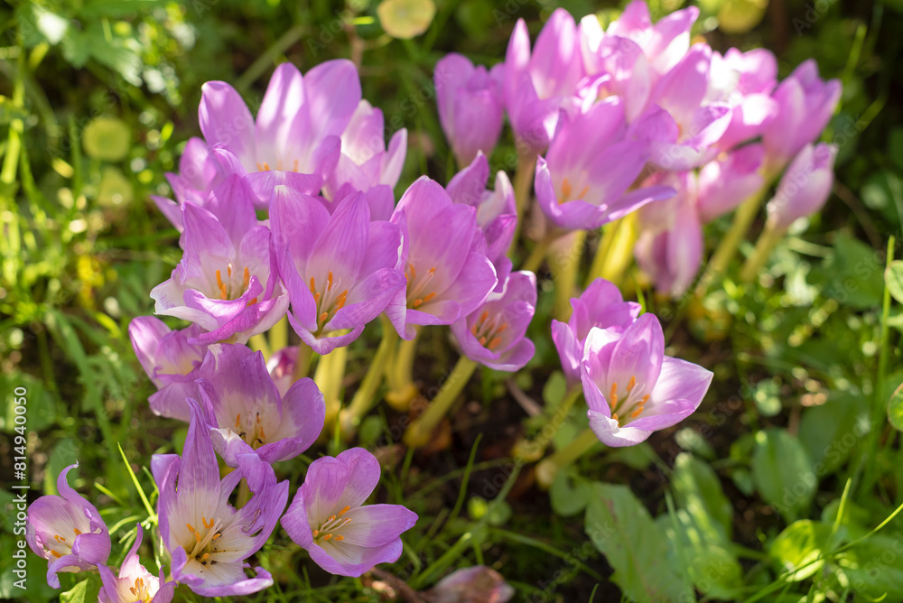autumn crocus, Group of wild purple flowers blooming in the garden. autumn crocus, Group of wild purple flowers blooming in the garden.