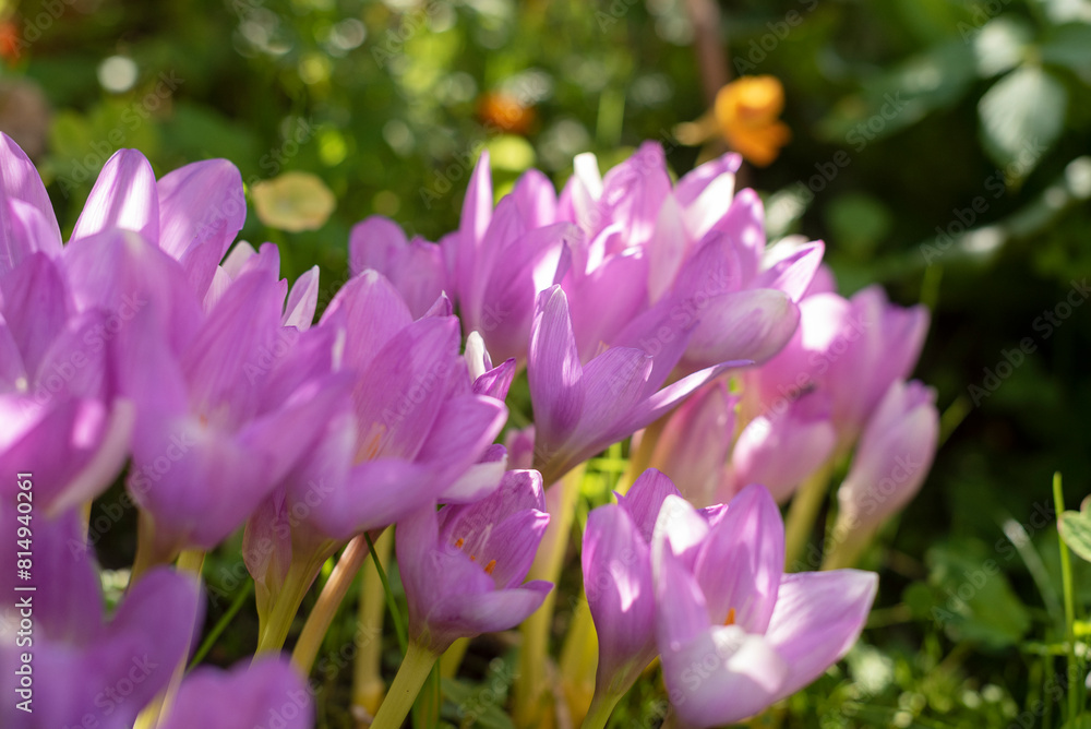 Obraz premium autumn crocus, Group of wild purple flowers blooming in the garden.