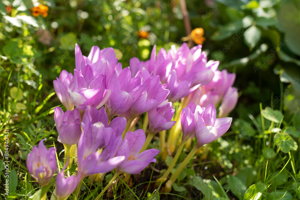 autumn crocus, Group of wild purple flowers blooming in the garden. autumn crocus, Group of wild purple flowers blooming in the garden.