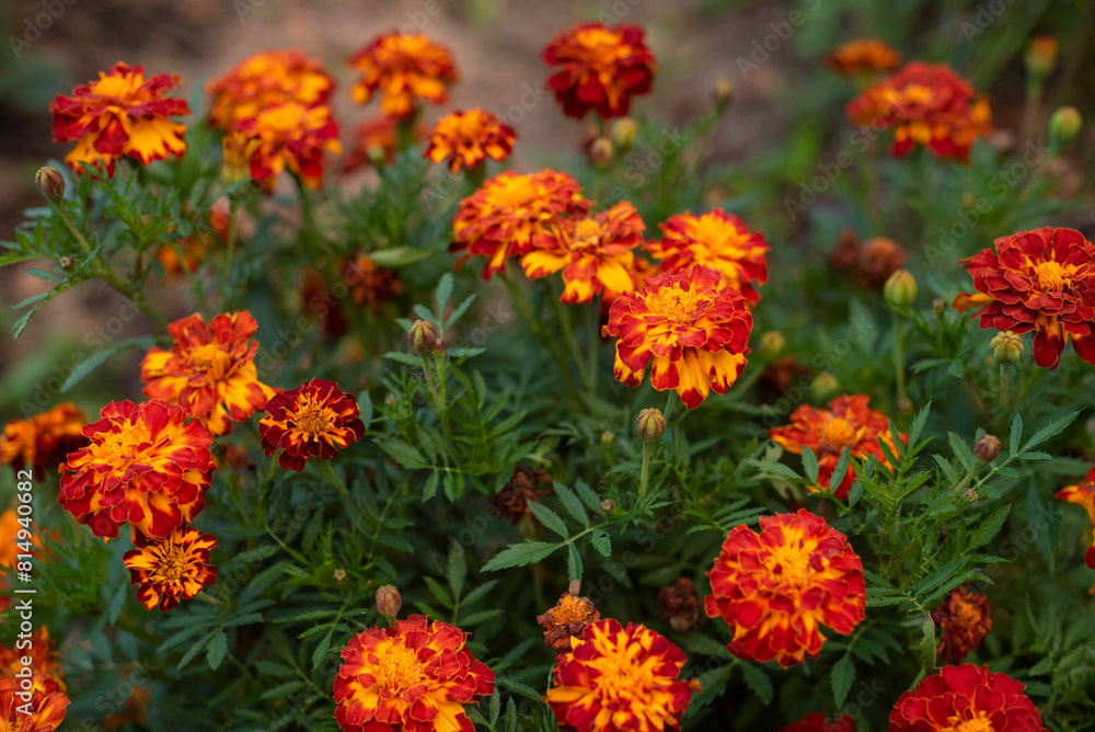 Orange and yellow marigolds flower on a green background, in garden. Orange and yellow marigolds flower on a green background, in garden.