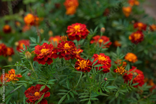 Orange and yellow marigolds flower on a green background  in garden.