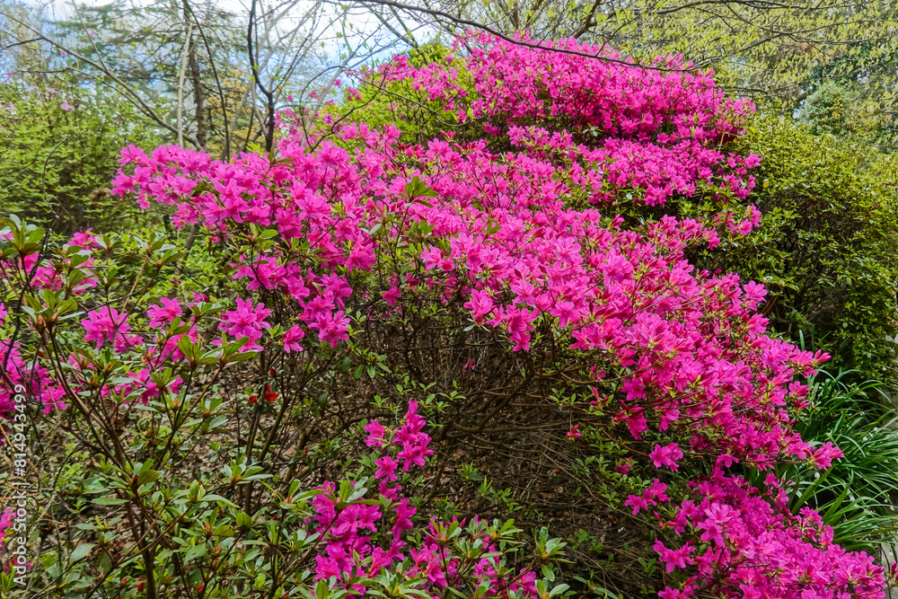 Beautiful pink Azalea bush in Spring at the Hillwood Mansion Museum Beautiful pink Azalea bush in Spring at the Hillwood Mansion Museum