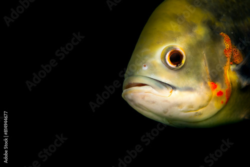 Photography One of the most famous fish in aquariums
