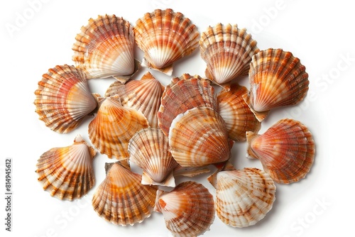 Many fresh raw scallops in shells isolated on white background