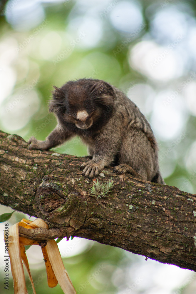 Naklejka premium Macaquinho na chácara