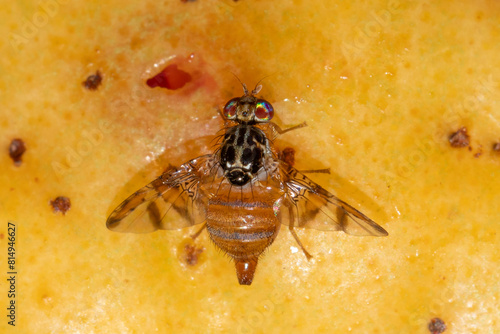 Adult female Mediterranean fruit fly or medfly, Ceratitis capitata, on a guava fruit.
