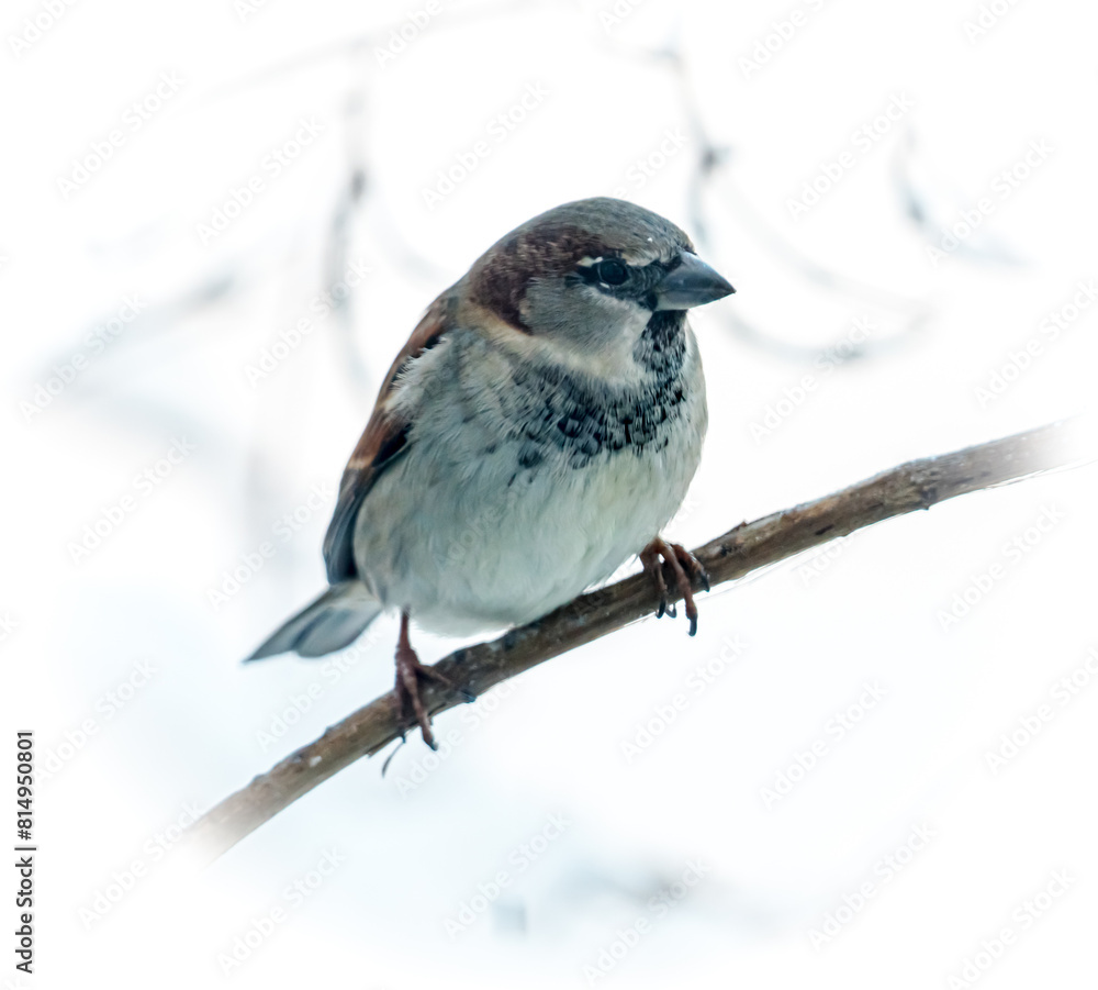 Fototapeta premium sparrow bird on a branch