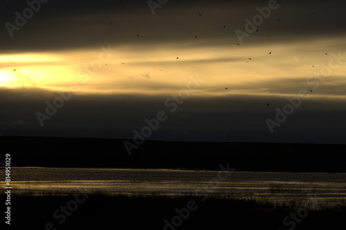 Agro-Steppe Wetland's Sky at Dusk with Harriers Returning to Roost, Spain