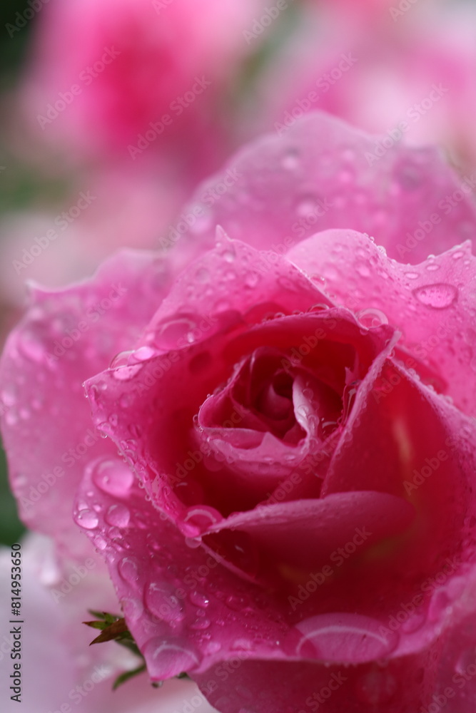 雨の日の薔薇 雨の日の薔薇