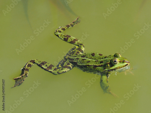 Schwimmender grüner männlicher Frosch im Teich photo